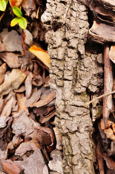 Piece Tree Bark Stock Photos Download 4133 Royalty Free Photos