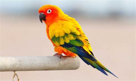 sun conure full profile history  care