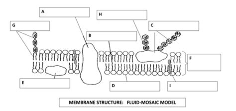 1. Labeling a cell membrane Diagram | Quizlet