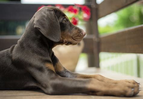 Doberman Pinscher Puppies For Sale