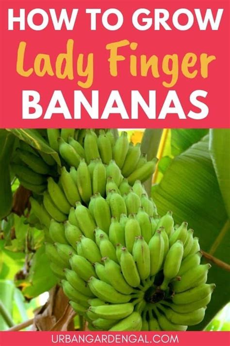 Lady Finger Bananas Are Ideal Fruit Trees For Small Backyard Gardens