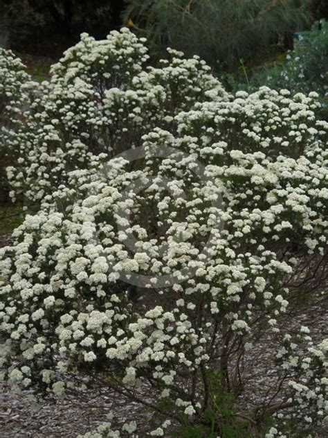 Ozothamnus Diosmifolius Radiance Pill Flower Ball Everlasting Sago