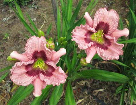 PETAL PUSHER DAYLILIES - WESTBOURNE REVIVALS