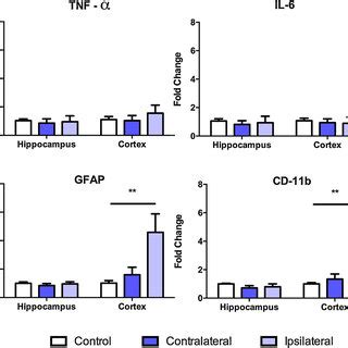 MRNA Expression Of GFAP CD 11b TNF And IL 6 In Both The Cortex And