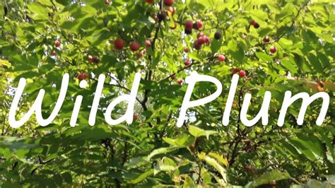 Nature's Bountiful Wild Plum Tree