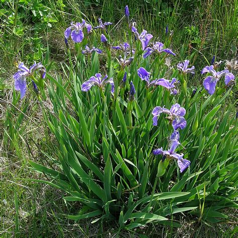 Pond Plants Blue Flag Iris Iris Versicolor