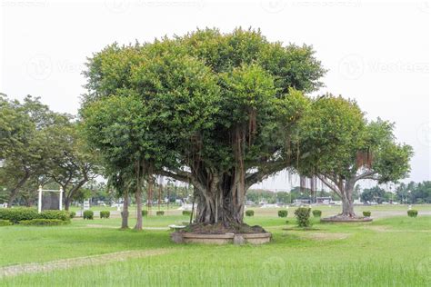 Giant Banyan Tree Planted In Concrete Pots In A Park Full Of Grass