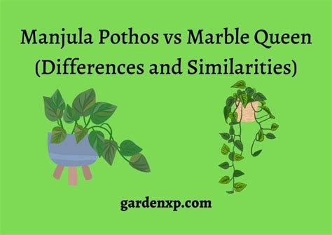 Manjula Pothos Vs Marble Queen Differences And Similarities