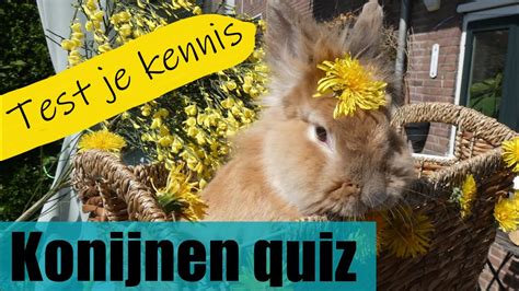 KONIJNEN QUIZ Ken Jij Deze Konijnen Weetjes Test Je Kennis YouTube