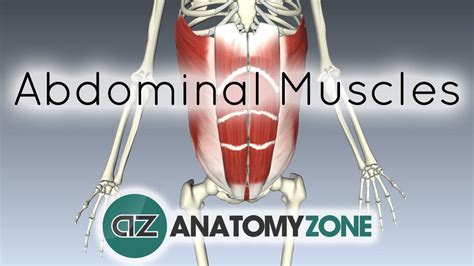 Muscles Of The Anterior Abdominal Wall 3d Models Video Tutorials