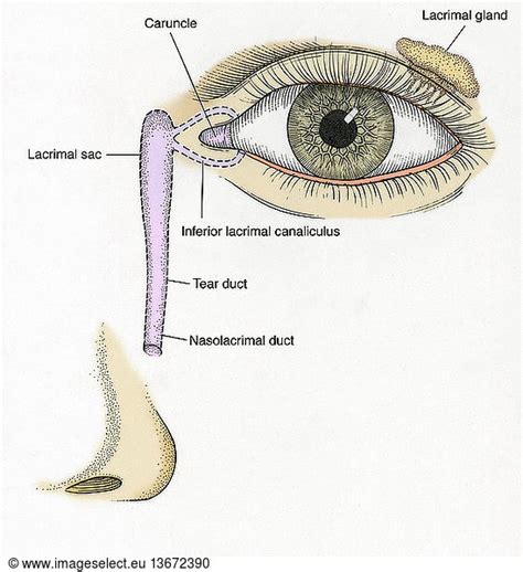 Anatomical Illustration Of Tear Duct Anatomical Illustration Of Tear