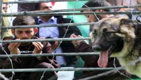 الأسرى الفلسطينيون نضال خلف قضبان الاحتلال