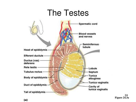 Ppt Male Reproductive System Powerpoint Presentation Free Download