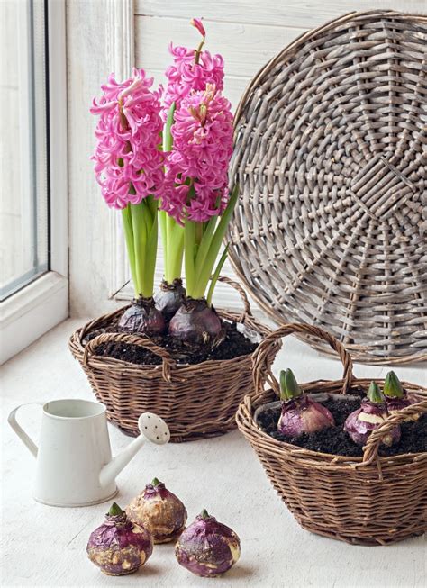 How To Force Hyacinth Bulbs Indoors Artofit