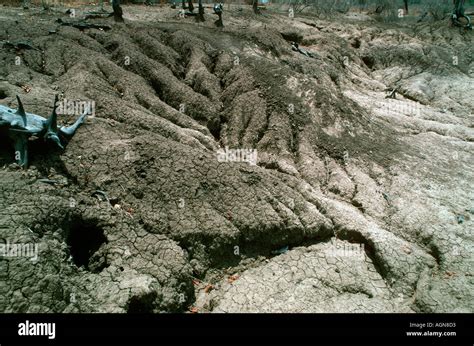 Extensive soil erosion following loss of vegetation cover North Luangwa National Park Zambia ...