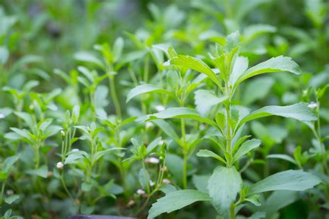 Stevia Plant Flower