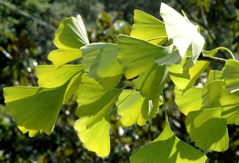 Ginkgo Biloba Planter Et Cultiver Ooreka