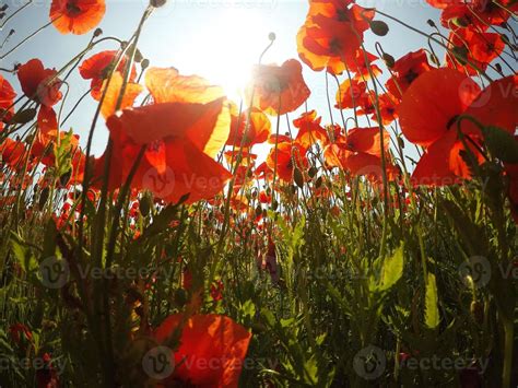 Field Of Bright Red Corn Poppy Flowers In Summer Stock Photo