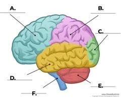 Psychology Vocab Quiz Lobe Identification Flashcards Quizlet