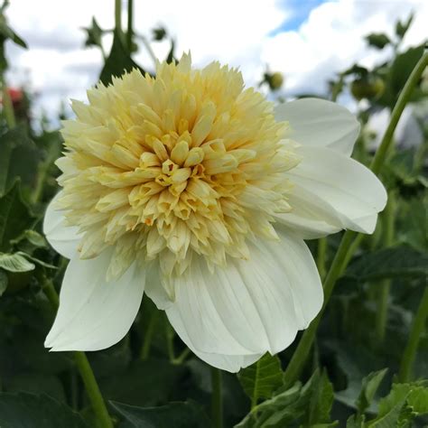 Platinum Blonde Dahlia Tuber Mountain Roots Produce