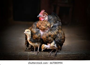 Hen Protecting Chicks Photos and Images | Shutterstock