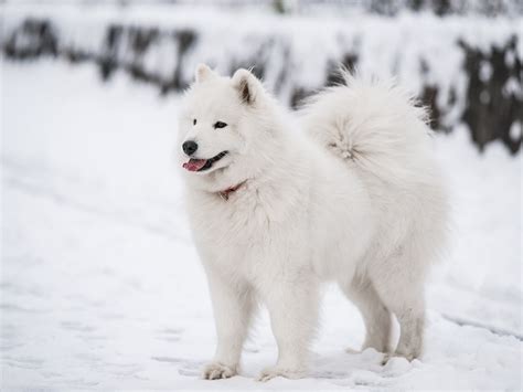 Gorgeous White Dogs 13 Most Beautiful White Dog Breeds