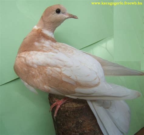 My ringneck doves | BackYard Chickens - Learn How to Raise Chickens