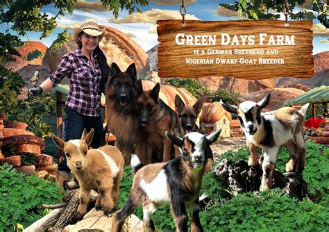 Green Days Farm And Kennels Nigerian Dwarf Goat Bichon Frise And