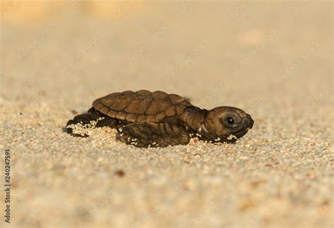 Baby Hawksbill Sea Turtle Stock Photo Adobe Stock