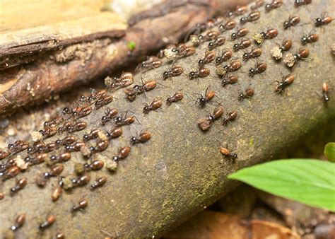 When Do Termites Swarm Precise Termite Pest Control