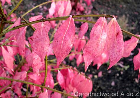 Trzmielina Oskrzydlona Euonymus Alatus Rośliny W Obiektywie