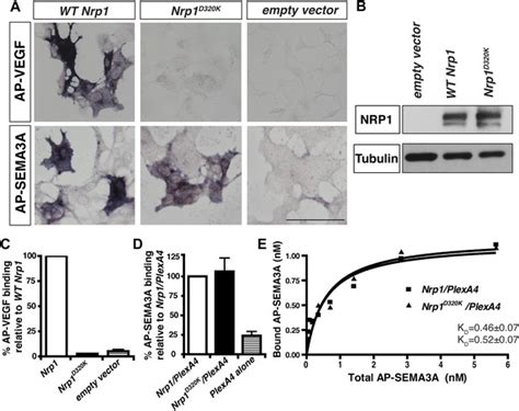 Neuropilin 1 Functions As A Vegfr2 Co Receptor To Guide Developmental