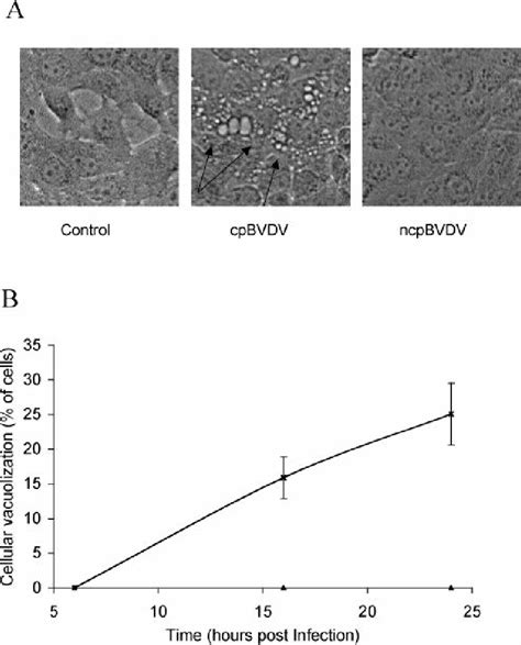 Cpbvdv Infection Induces Cytoplasmic Vacuolization In Mdbk Cells In A