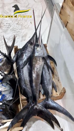 Sequestrati 400 Kg Di Pesce Non Tracciato Ambient Ambienti