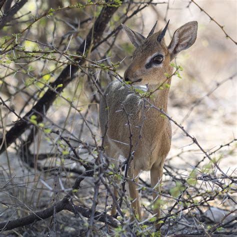 The Names Dik Dik Dik NC DNA Day Blog