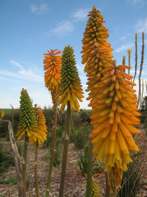 Kniphofia Zambia (red hot poker) bare rooted – Trigg Plants