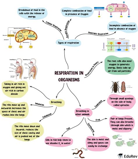 Mindmap Respiration In Organisms Notes Study Science Class Class The