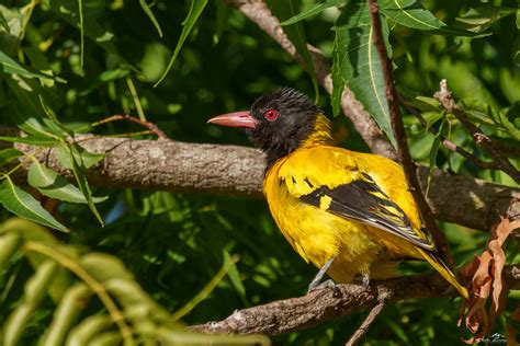 Black Hooded Oriole Oriolus Xanthornus Schwarzkopfpirol Andre