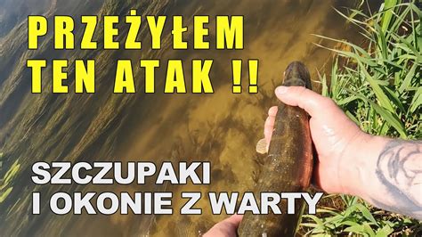 Lipcowy Spinning SZCZUPAKI I OKONIE Z WARTY Rzeka Warta Lipiec 2022