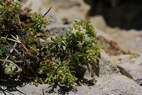 Gaillet Feuilles In Gales Galium Anisophyllon Biodiv Aura Atlas