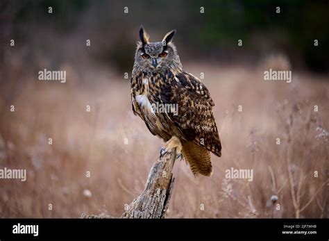 Owl Hunting Mice Hi Res Stock Photography And Images Alamy