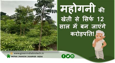 Mahogany Cultivation एक पेड़ फायदे अनेक महोगनी की खेती से सिर्फ 12