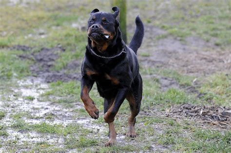 Angry Rottweiler Wallpapers - Top Free Angry Rottweiler Backgrounds - WallpaperAccess