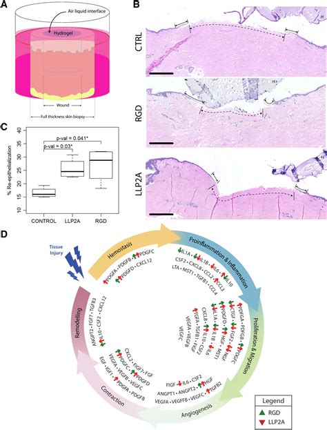 Tunable Hydrogels For Mesenchymal Stem Cell Delivery Integrin‐induced