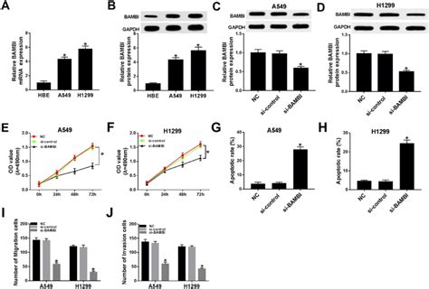 Bambi Knockdown Inhibited Cell Proliferation Migration And Invasion