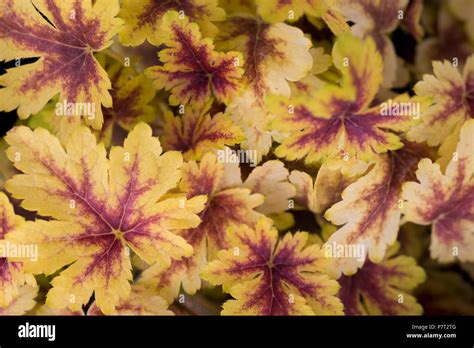 Heucherella hi-res stock photography and images - Alamy