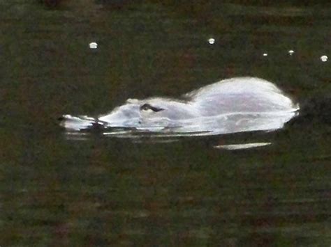 King Island Platypus Having A Quiet Feed Pic 2 Ive Been Flickr