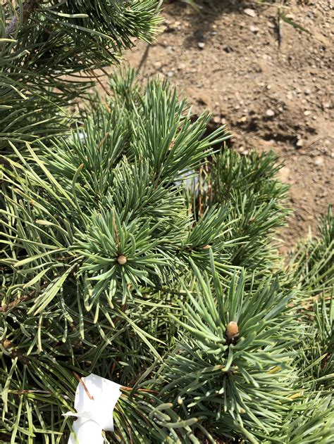 Scots Pine Hillside Creeper The Cottage Gardens Lansing