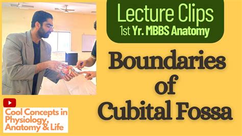 Lecture Clip Anatomy Of Boundaries Of Cubital Fossa St Year Mbbs