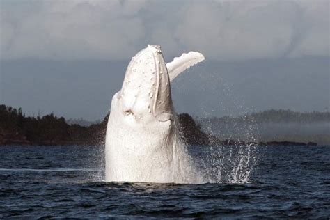 Migaloo, It's You! Australia's Famous Albino Whale Spotted Again